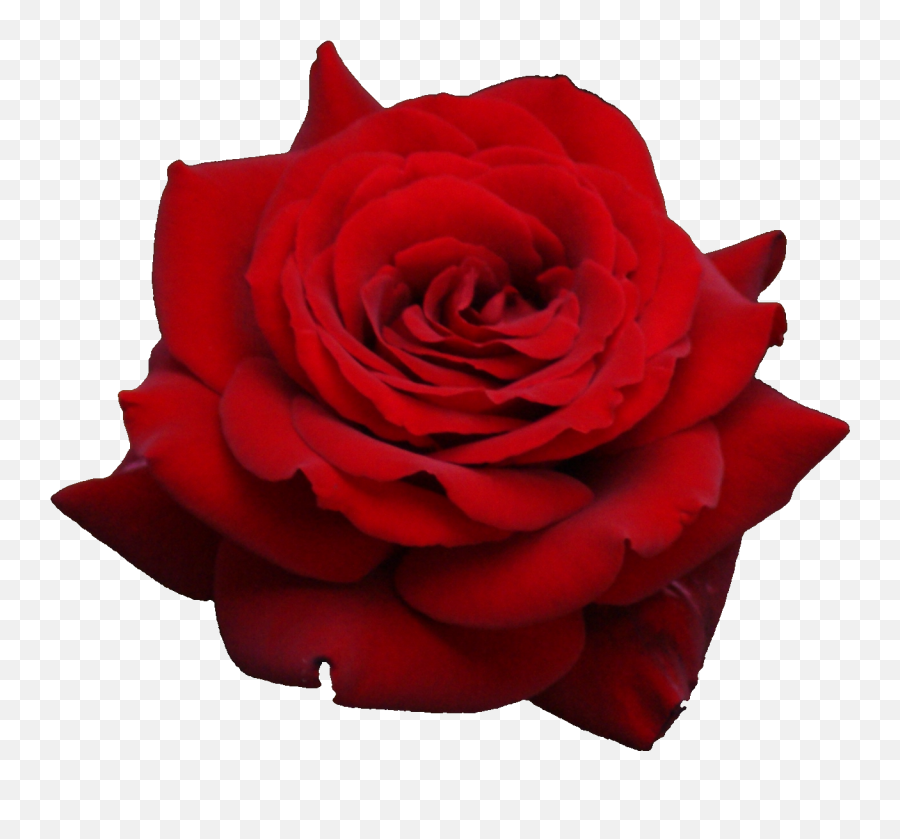 Free Red Rose Transparent Background - Rose Images Hd Png Emoji,Red Rose Emoji