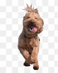 To - Vulnerable Native Breeds Emoji,Emoji Hot Drink And Poodle