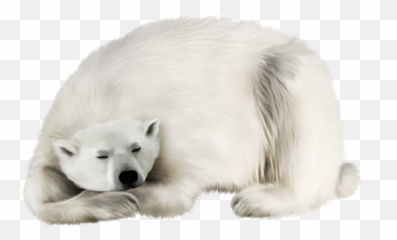 Bear Png Transparent - Polar Bear Aesthetic No Background Emoji,Sleepy Bear Emoticons Png