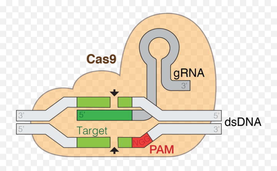 Tech News Gizmos Hub - Crispr Cas9 Emoji,S9 Old Emojis