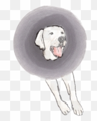 Separation Studies U2014 Liminal - Dog Supply Emoji,Dog Emotion Committed To Human Pig