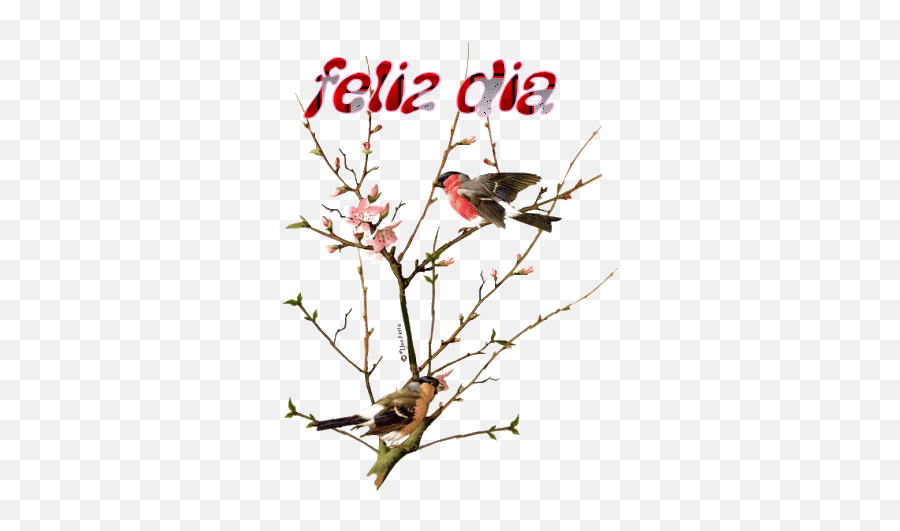 Mi Libro De Visitas Libro De Visitas De Coleguita Marisol - Bird Collecting Twigs In Animation Emoji,Emoticons De Nube De Frio Para Facebook