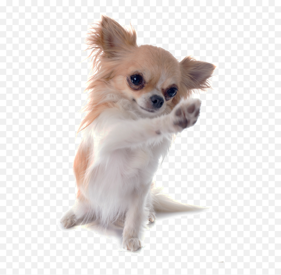 Download Chihuahua Russell Chinese - Chihuahua Puppy Png Emoji,Chihuahua Emoticon