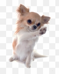 Download Chihuahua Russell Chinese - Chihuahua Puppy Png Emoji,Chihuahua Emoticon