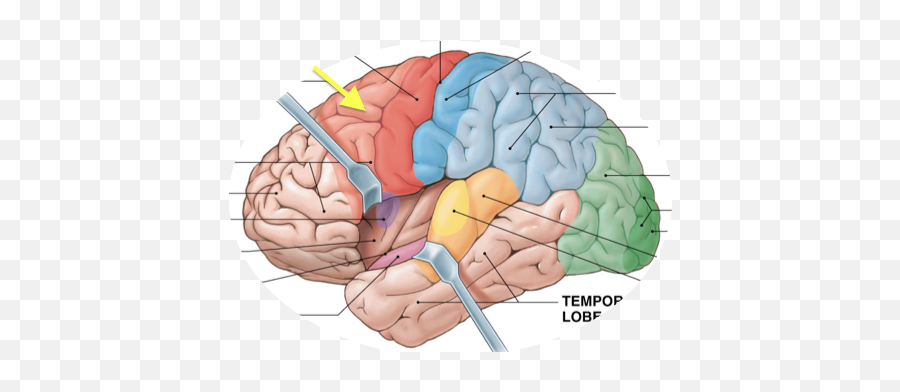 Ap1 Ch14 Functional Zones Of The - Drag The Labels Onto The Diagram To Identify The Motor Sensory And Association Areas Of The Cerebral Cortex Emoji,Brain Lobes Emotion Intellect Personality