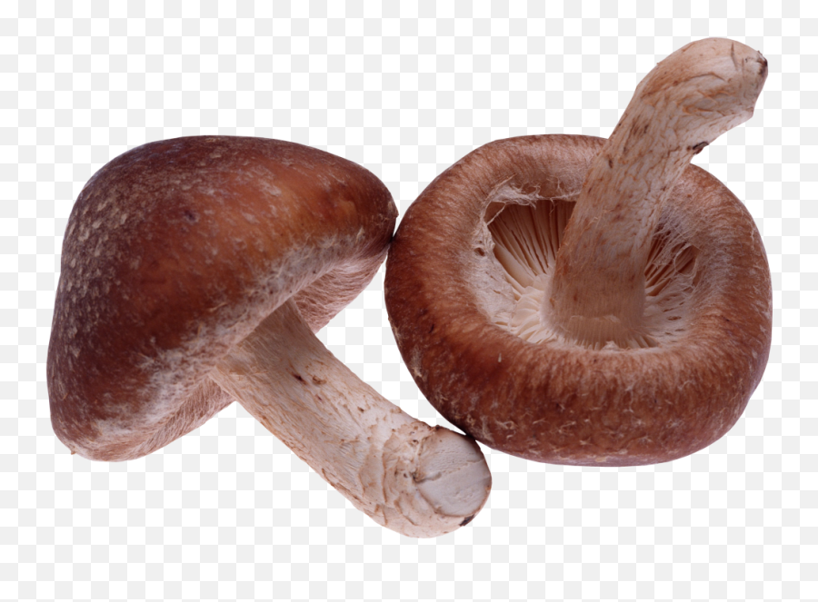 Mushroom Png Image Image Free - High Quality Image For Free Emoji,Cute Mushroom Emoticon
