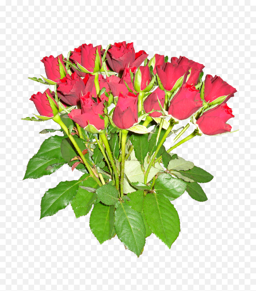 Download Free Photo Of Nosegayrosesredfree Pictures Free Emoji,Rose Bouquet Emojis