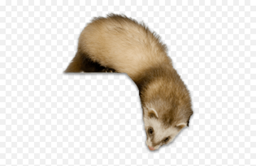 Ferret Transparent Image Png Arts Emoji,Ferret Emoji