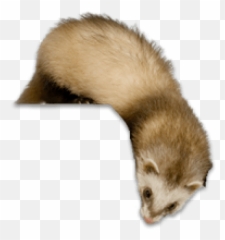 Ferret Transparent Image Png Arts Emoji,Ferret Emoji