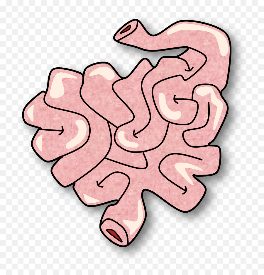 Small Intestine Clipart - Full Size Clipart 4947828 Small Intestine Clipart Emoji,Large Small Emoticon