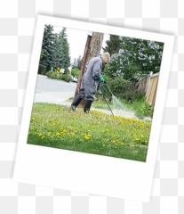 Weed Calgary Archives - Paradisegobiesdiverscom Grassland Emoji,Elis Regina Grin Emoticon