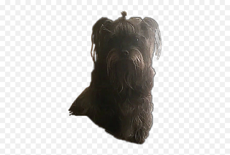 The Most Edited Toto Picsart - Toy Dog Emoji,Mini Schnauzer Emojis