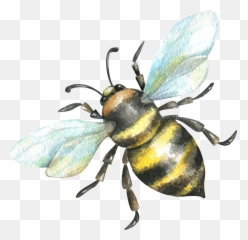 Corjl Emoji,Best Emoji Pictionary