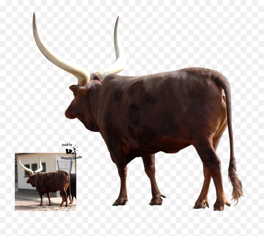 Ox - Ankole Cow Png Emoji,Longhorn Emoji