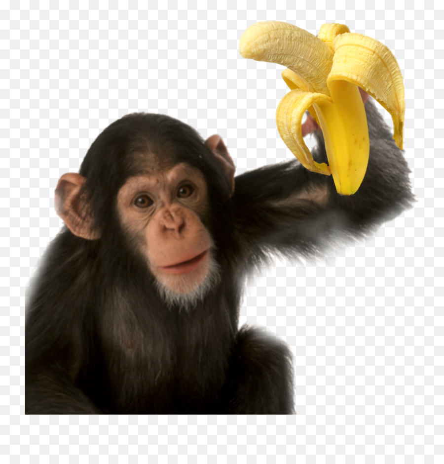 The Most Edited Singes Picsart Emoji,Monkey With Fowers Emojis