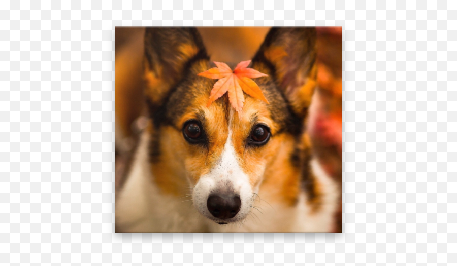 Dogs Wallpapers Hd 4k 2018 10 Apk Download - Com Emoji,German Shepherd Emojis