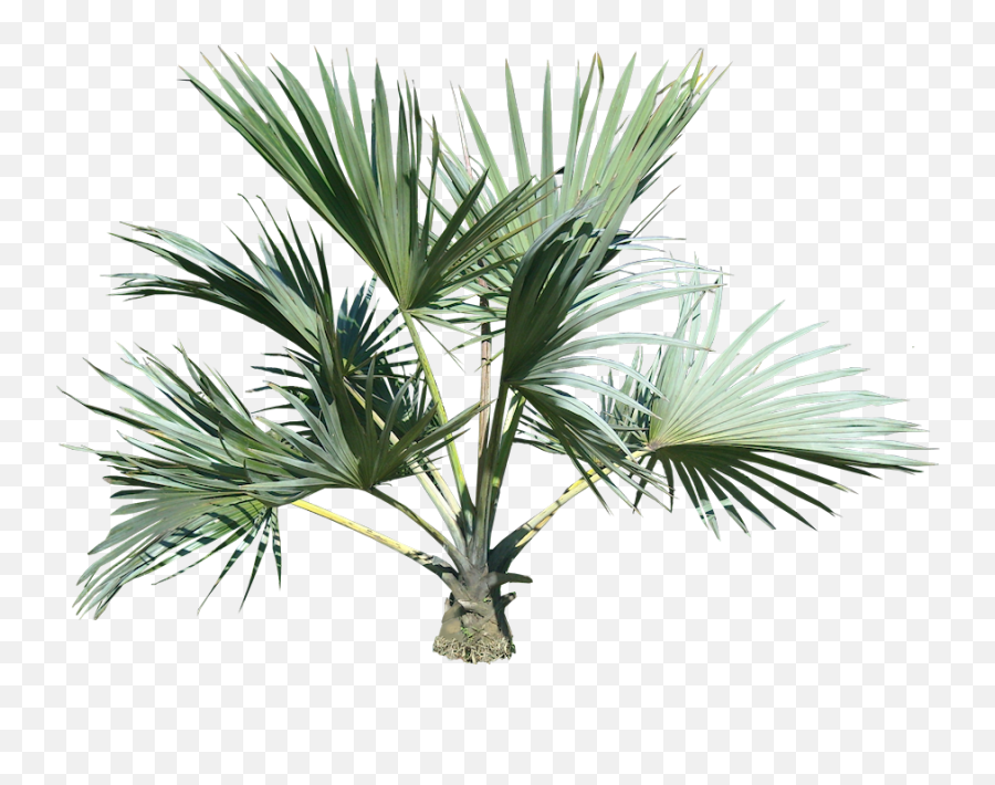 Palm Tree Png Image 2487 - Small Palm Tree Png Emoji,Palm Tree Emojis