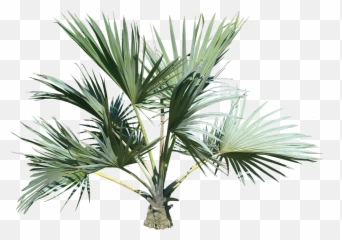 Palm Tree Png Image 2487 - Small Palm Tree Png Emoji,Palm Tree Emojis
