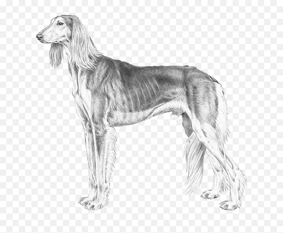 Saluki - Saluki Standard Fci Emoji,Greyhound Emoji