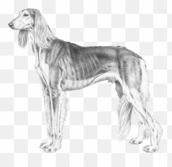 Saluki - Saluki Standard Fci Emoji,Greyhound Emoji