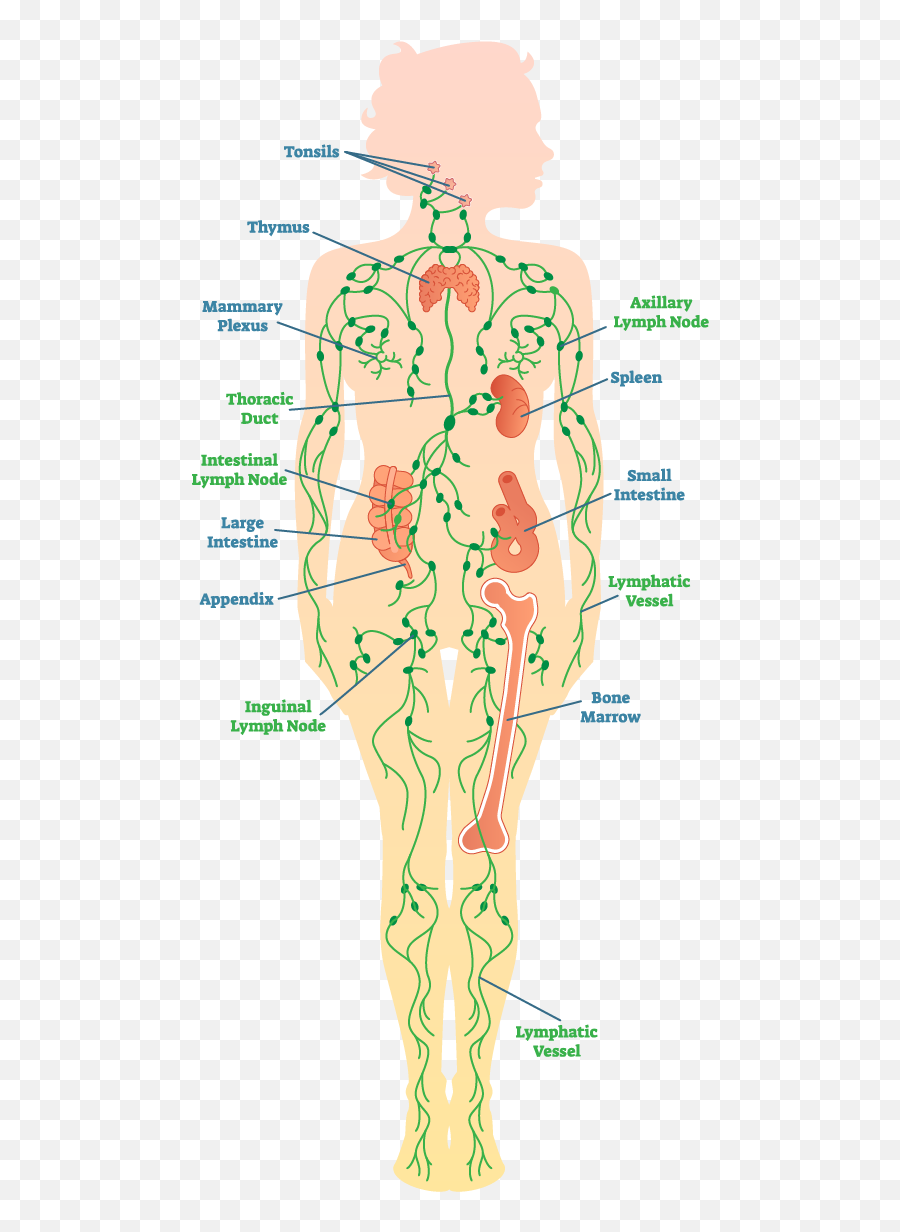 Lymphedema Side Effects Of Cancer Treatment Cdc - Thin Emoji,Emotions Of The Splenic Flexure