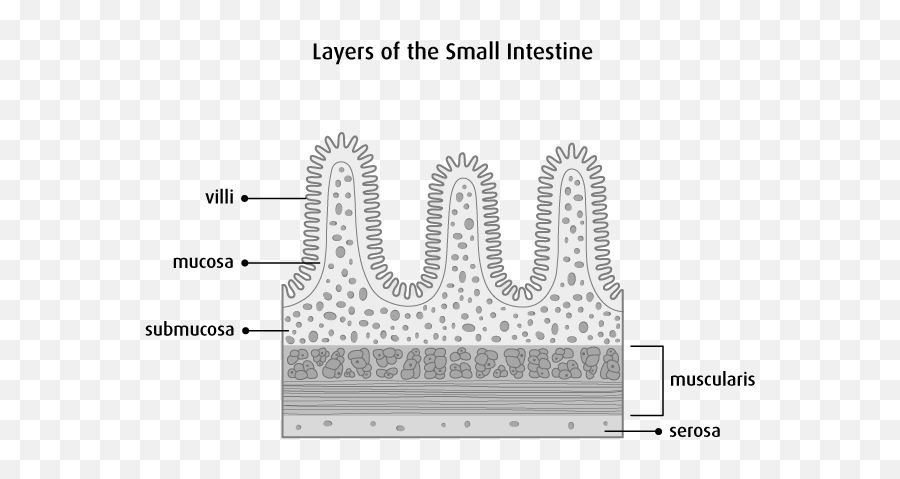 The Small Intestine - Canadian Cancer Society 4 Layers Of Tissue In Small Intestine Emoji,Emotions Connected To Organs