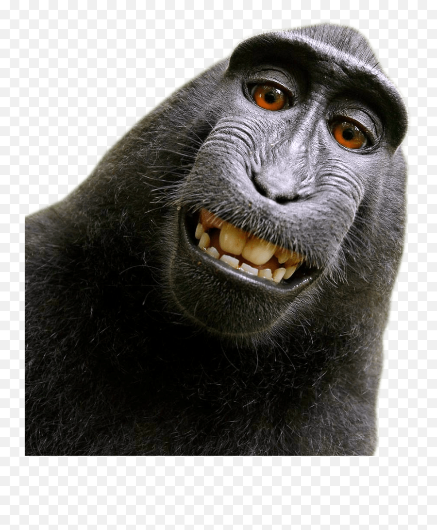 Monkey Png - Monke Transparent Background Emoji,Powerpoint Slide Of Three Monkeys Emojis