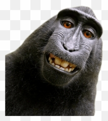 Monkey Png - Monke Transparent Background Emoji,Powerpoint Slide Of Three Monkeys Emojis