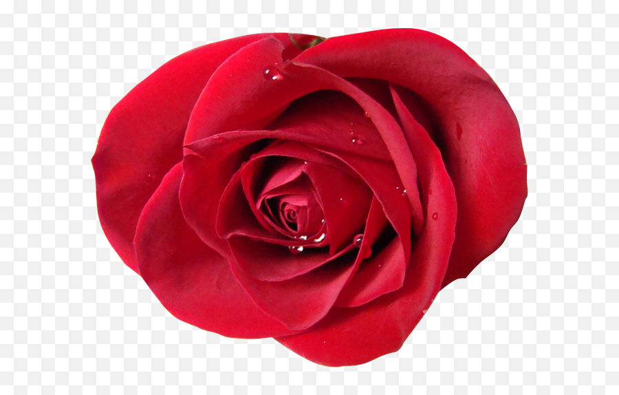 Red Rose Psd Official Psds - Rose Emoji,V4 Flower Emoji