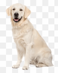 Labrador Retriever Png Transparent - Thundershirt For Dogs Emoji,Emojis Lab Pups