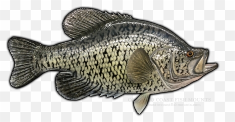 18 Emoji,Arowana Fish Emotion
