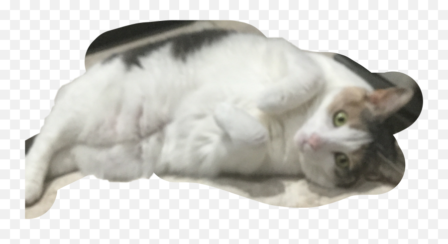 Lilly The Fat Cat Sticker Emoji,Fat Cat Emoji