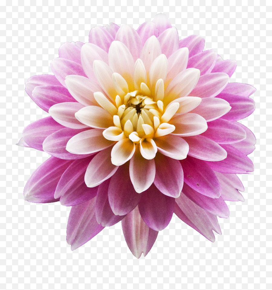 Dahlia Png Photos - Dahlia With Blank Background Emoji,Chrysanthemum Emoji