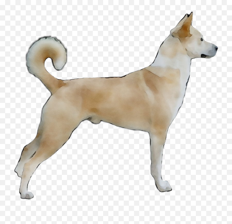 Download Ancient Jindo Dog Canaan - Jindo Dog Png Emoji,Us Constitution Emoticon Dog Balls