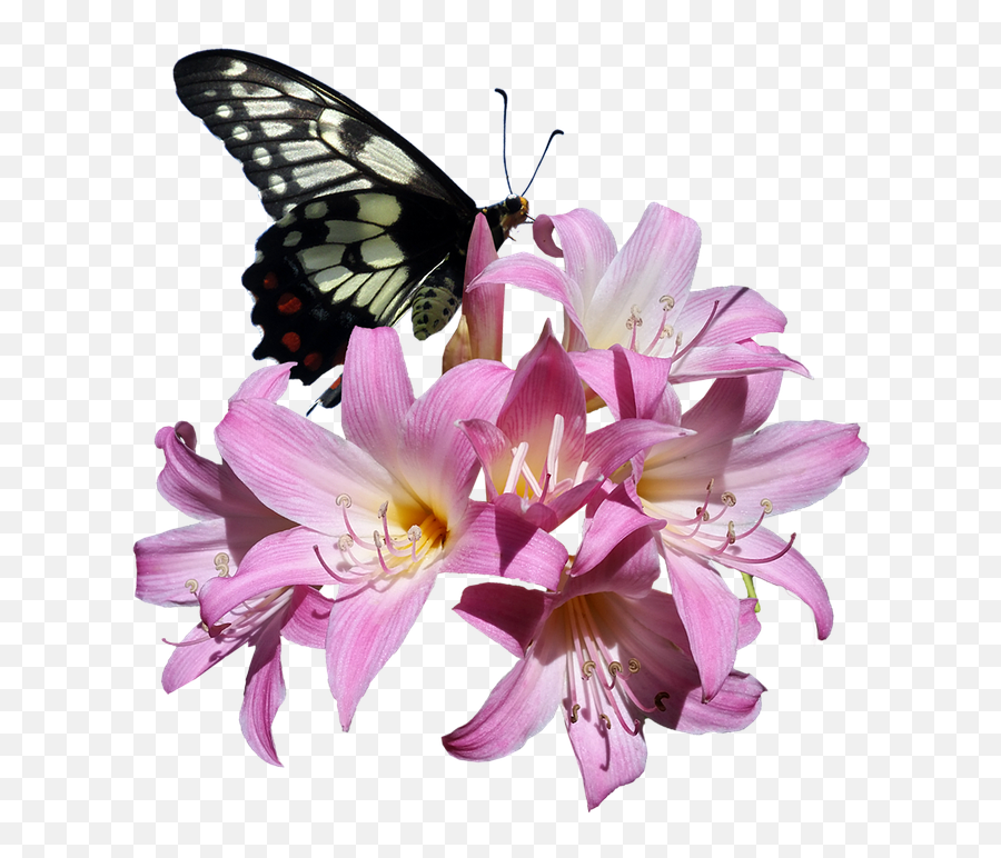 Free Photo Belladonna Butterfly Garden - Butterflies On Flowers Transparent Emoji,Buy Emotion Butterfly