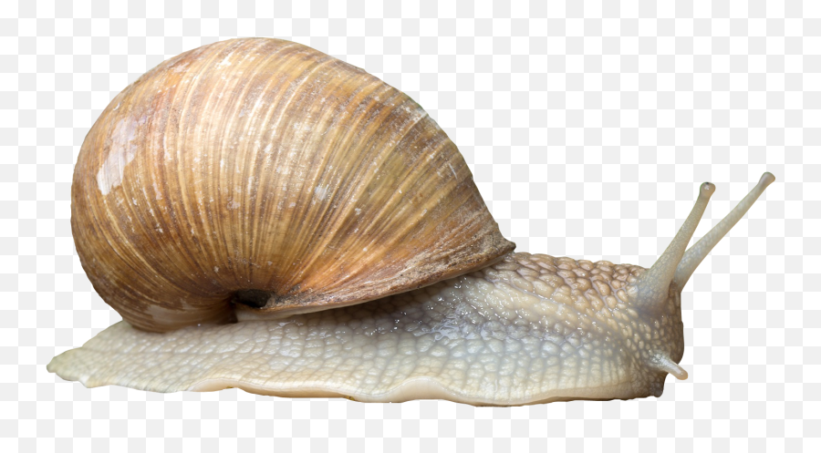 Snail Png Transparent Picture Emoji,Gary The Snail With Emojis