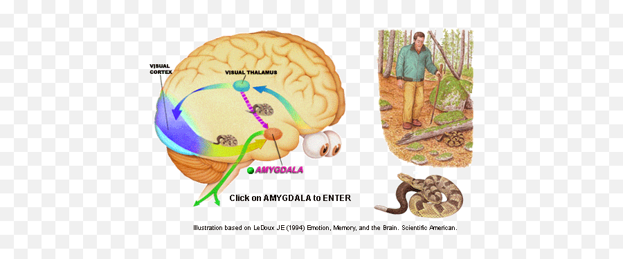 Ledoux Diagram - Ledoux Brain Pathway Of Defense Emoji,Emotion Memory