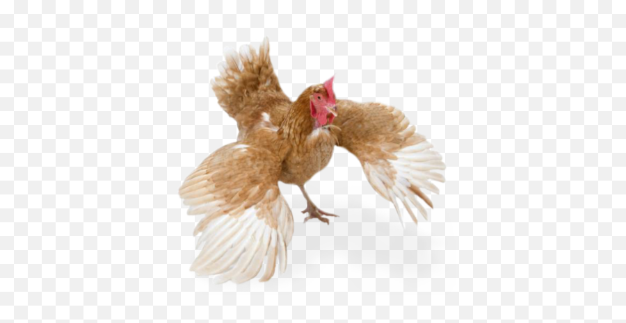 Discover Trending Chicken Stickers Picsart - Chicken With Wings Out Flying No Background Emoji,Rooster + Chicken Leg Emoji