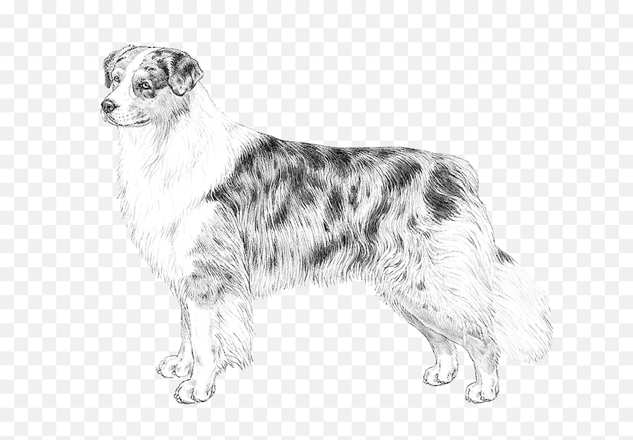 Australian Shepherd U2014 Stokeshire Designer Doodles - Miniature Australian Shepherd Tail Drawing Emoji,German Sheppherd Emotions Based On Ears