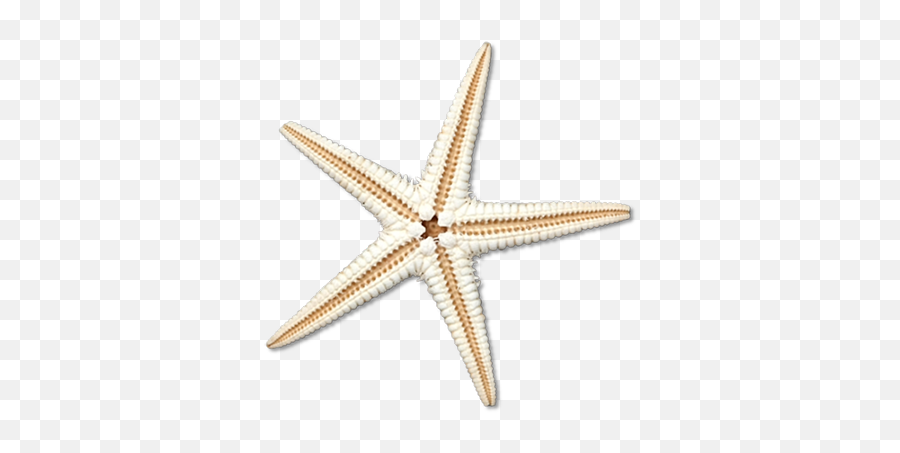 Sea Star Png Transparent Image Png Arts Emoji,Emojis Png Ocean