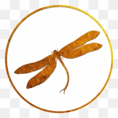 Gene Keys - A Simple Introduction Gene Keys Emoji,Emotion Bruce Lipton