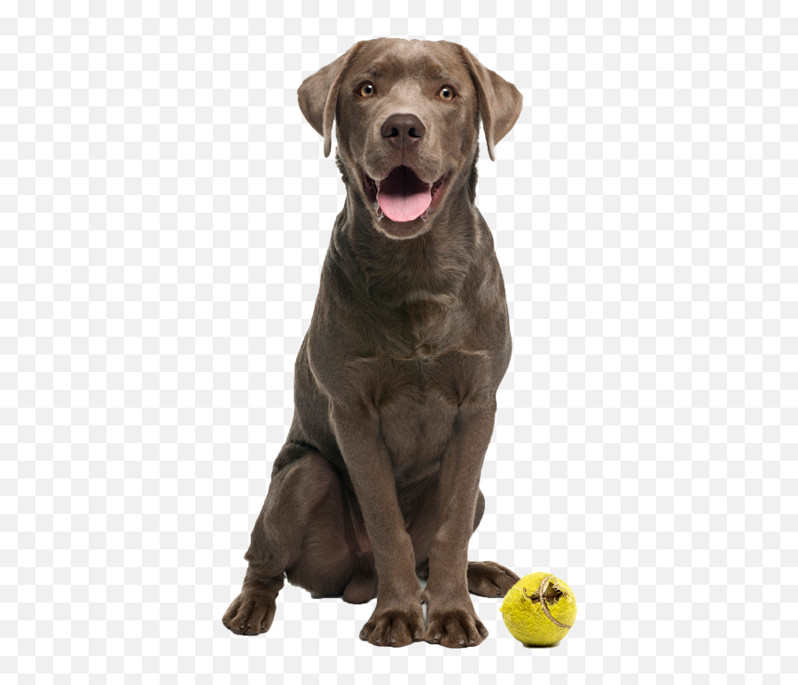 Dogtopia - Perro Sentadi Png Emoji,Dogs Pick Up On Our Emotions