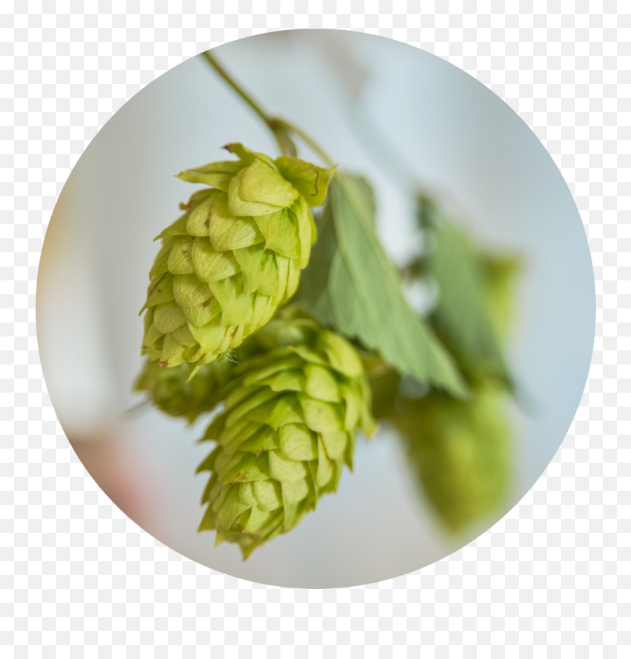 Ghost Train Brewing Company Beer Brands - Ghost Train Common Hop Emoji,Emoticon Double Hopped Sour Ghost Train Brewing Company Beer Brands - Ghost Train Common Hop Emoji,Emoticon Double Hopped Sour