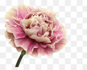 Grandparents Day Flowers Against Loneliness Marginpar - Common Peony Emoji,Sociaal Emotion Activity