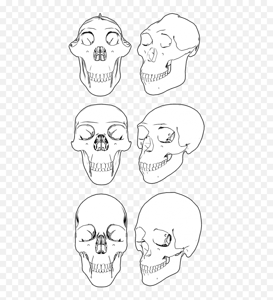 Chapter 31 U2026 Human Evolution Anth101 - Skull Emoji,Bared Teeth Chimpanzee Emotion