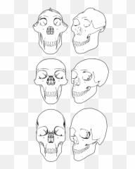 Chapter 31 U2026 Human Evolution Anth101 - Skull Emoji,Bared Teeth Chimpanzee Emotion