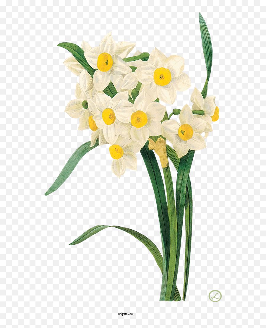 Flowers Daffodil Flower Fine Arts For Flower Clipart Emoji,Daffodil Emoticon Facebook