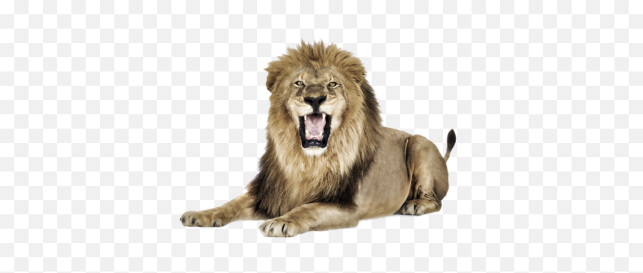 Lion Png Download Free - High Quality Image For Free Here Emoji,Lion Emoji Vector