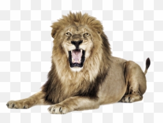 Lion Png Download Free - High Quality Image For Free Here Emoji,Lion Emoji Vector
