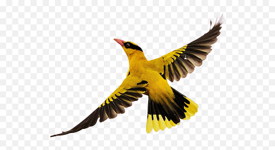 Bird Flight - Bird Flying Transparent Emoji,Bird Emoticon Tumblr